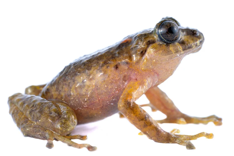 Here's one of two female frogs found during a research expedition in 2022. It is the first time that this species has been photographed alive.