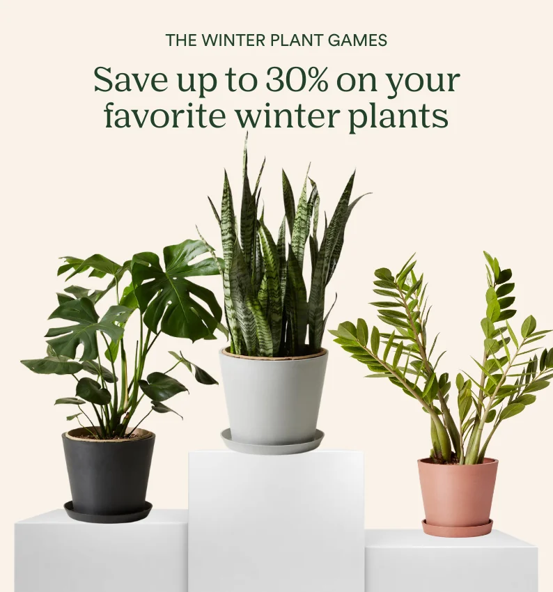 an image of three plants on a white pedestal with the words save up to 30 % on your