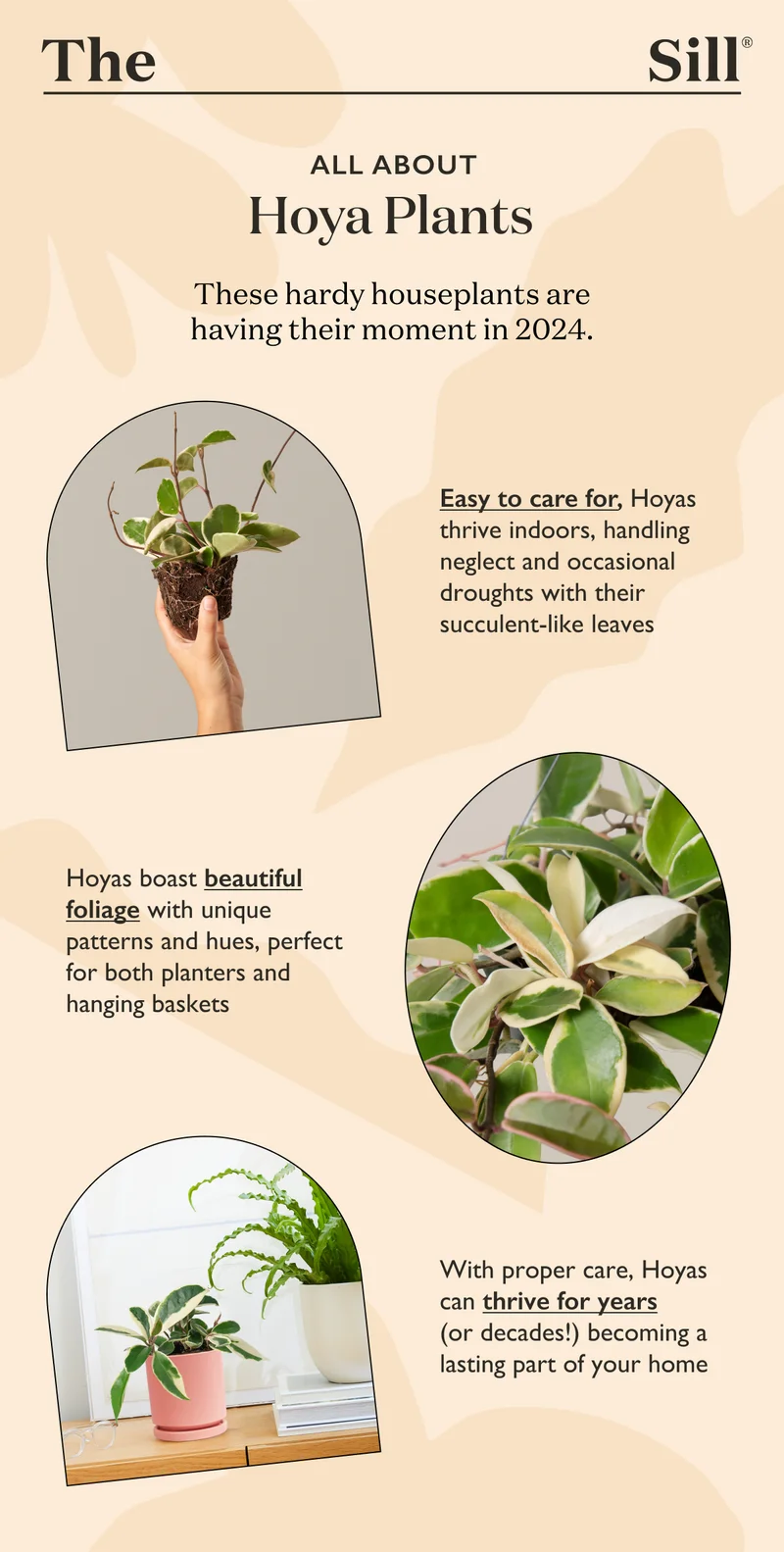Hardy Hoya houseplants are having their moment in 2024. They're easy to care for, boast beautiful foliage, and thrive for decades.
