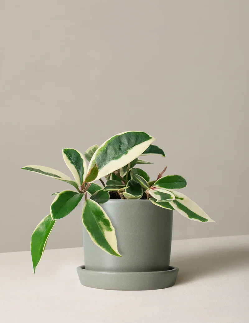 Image of Hoya Carnosa Tricolor