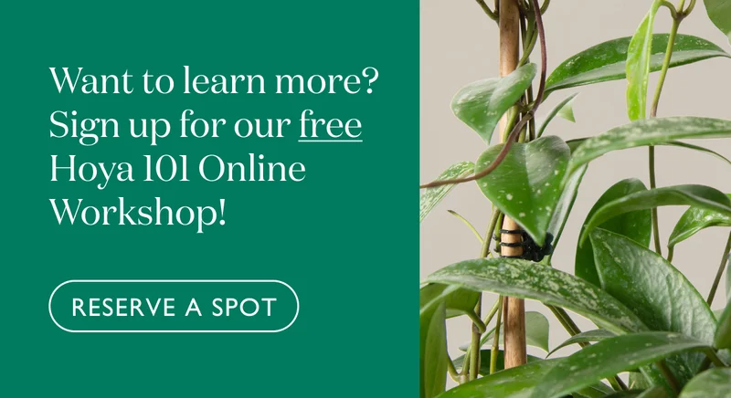 Want to learn more? Sign up for our free Hoya 101 Online Workshop!