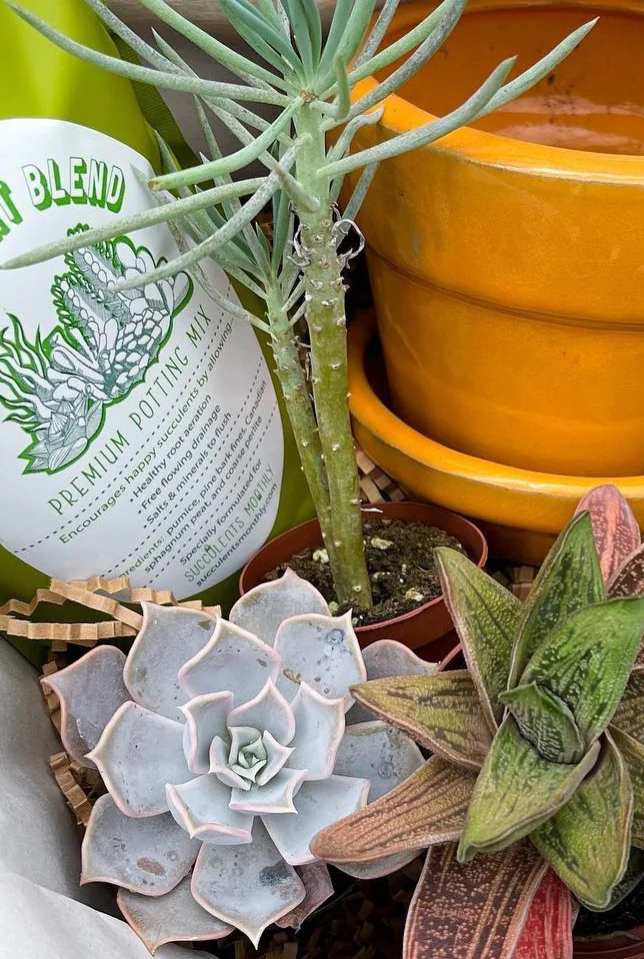 Featured Succulent from My Garden Box
