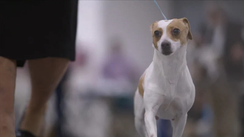 What to watch for at the 2025 National Dog Show
