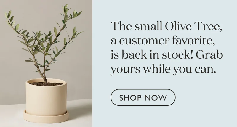 The small Olive Tree, a customer favorite, is back in stock! Grab yours while you can.