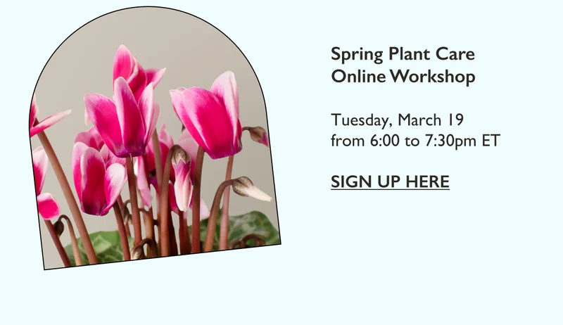 Spring Plant Care Online Workshop on March 19