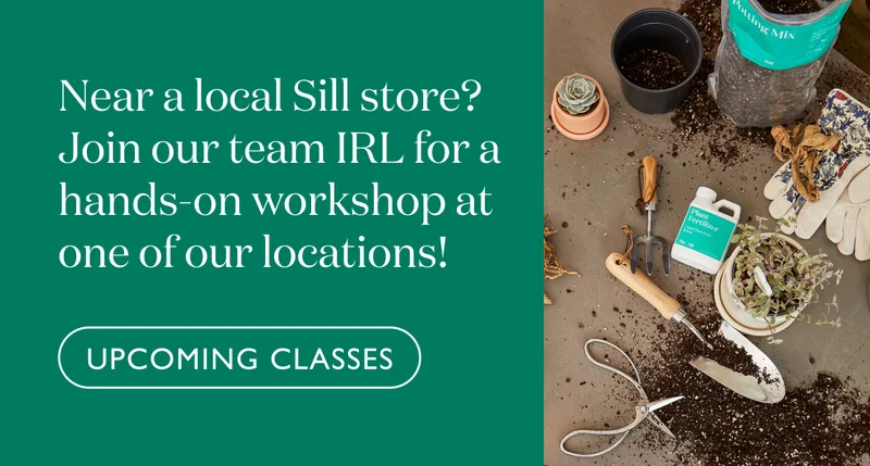 Near a local Sill store? Join our team IRL for a hands-on workshop at one of our locations!
