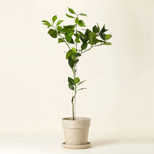 Blood Orange Tree