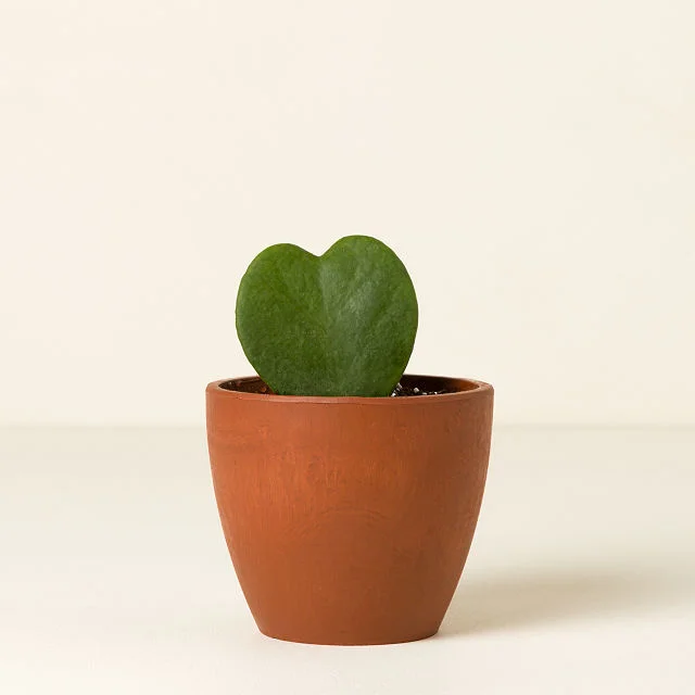 For My Sweetheart Hoya Plant