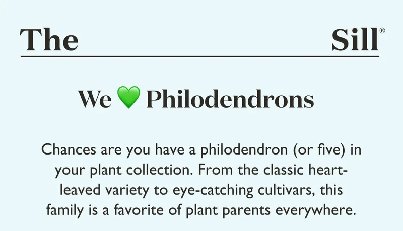 From the classic heart-leaved variety to eye-catching cultivars, this family is a favorite of plant parents everywhere.