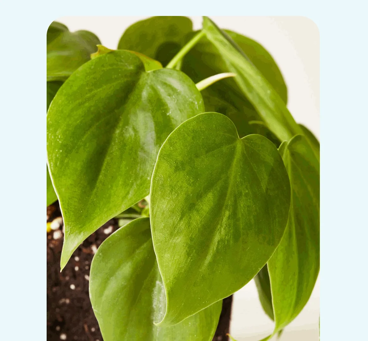 Shop Philodendrons + Easy-Care Houseplants
