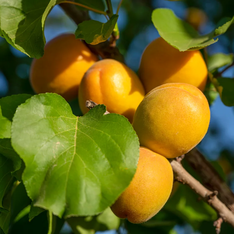 Apricots