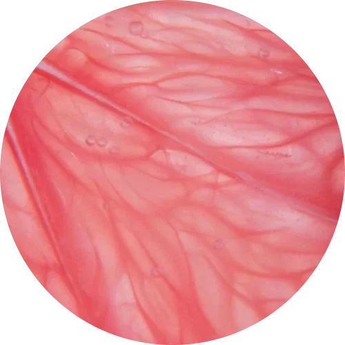 Calcium D-Glucarate