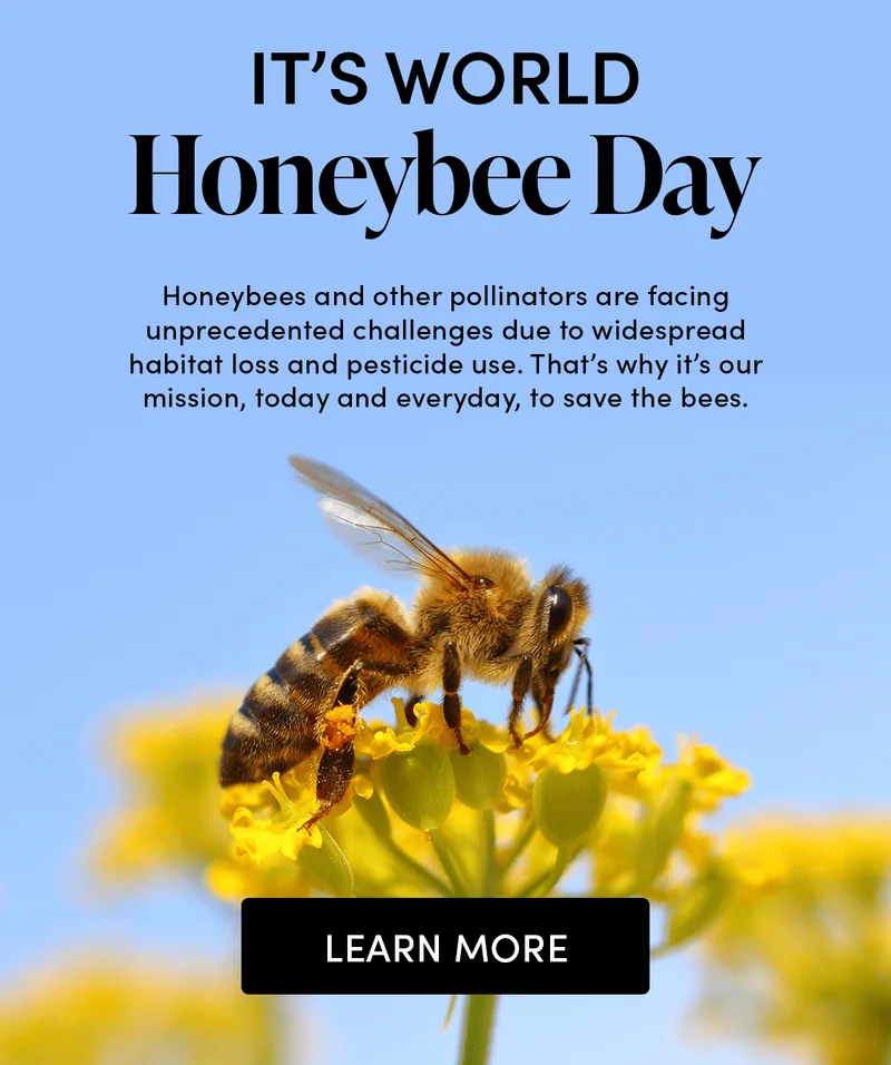 It’s World Honeybee Day   Honeybees and other pollinators are facing unprecedented challenges due to widespread habitat loss and pesticide use. That’s why it’s our mission, today and everyday, to save the bees.