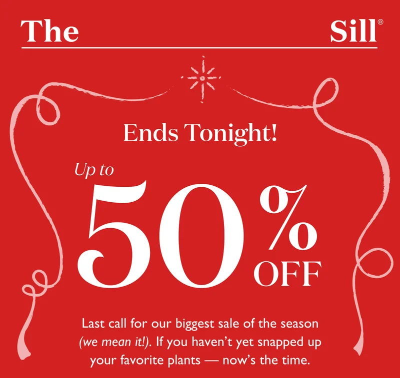 It's time to order your holiday tree! Don't delay - order your Norfolk Island Pine today and enjoy up to 50% off your purchase.