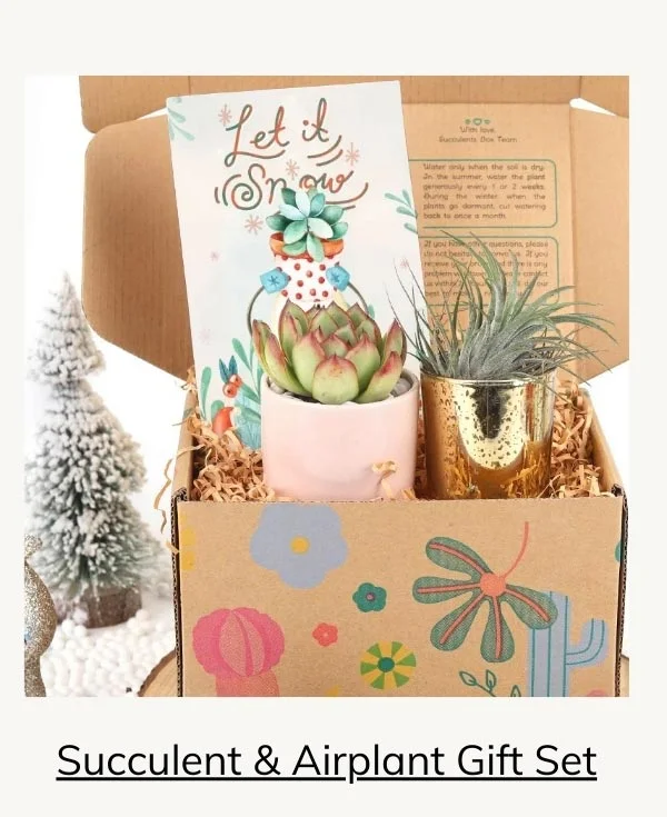 Gift Box - 1 Airplant & 1 Succulent