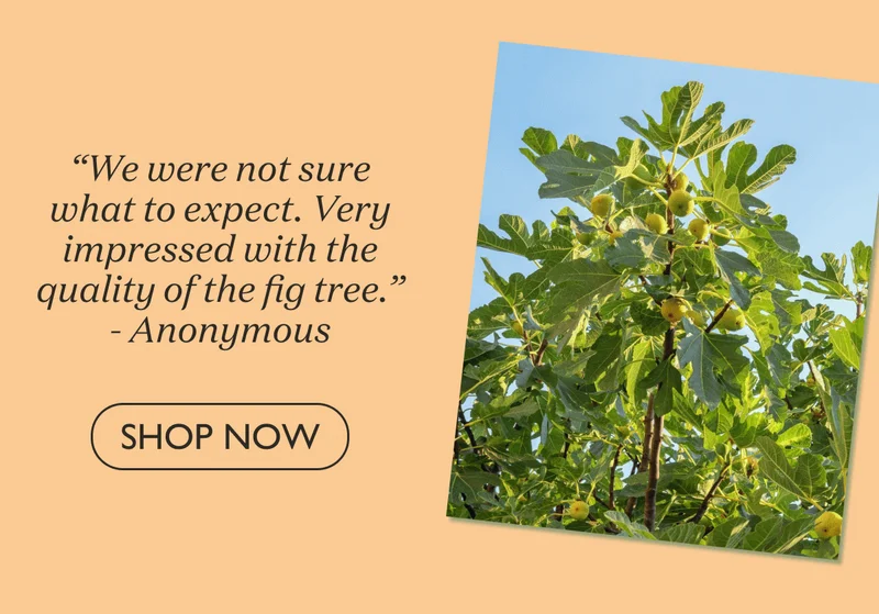 Shop Chicago Hardy Fig Tree