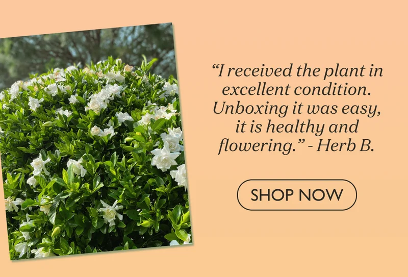 Shop Frost Proof Gardenia