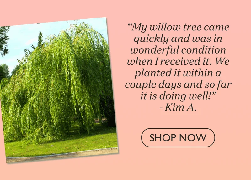 Shop Weeping Willow
