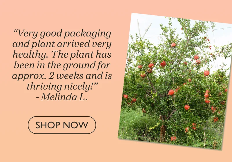 Shop Cold Hardy Red Pomegranate