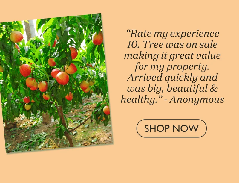 Shop Contender Peach