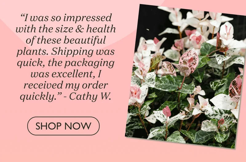 Shop Snow-N-Summer™ Asiatic Jasmine