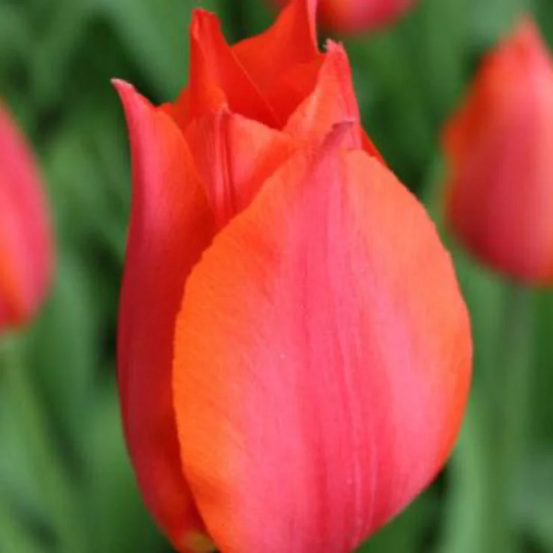 Image of Orange Cassini Tulip Bulbs