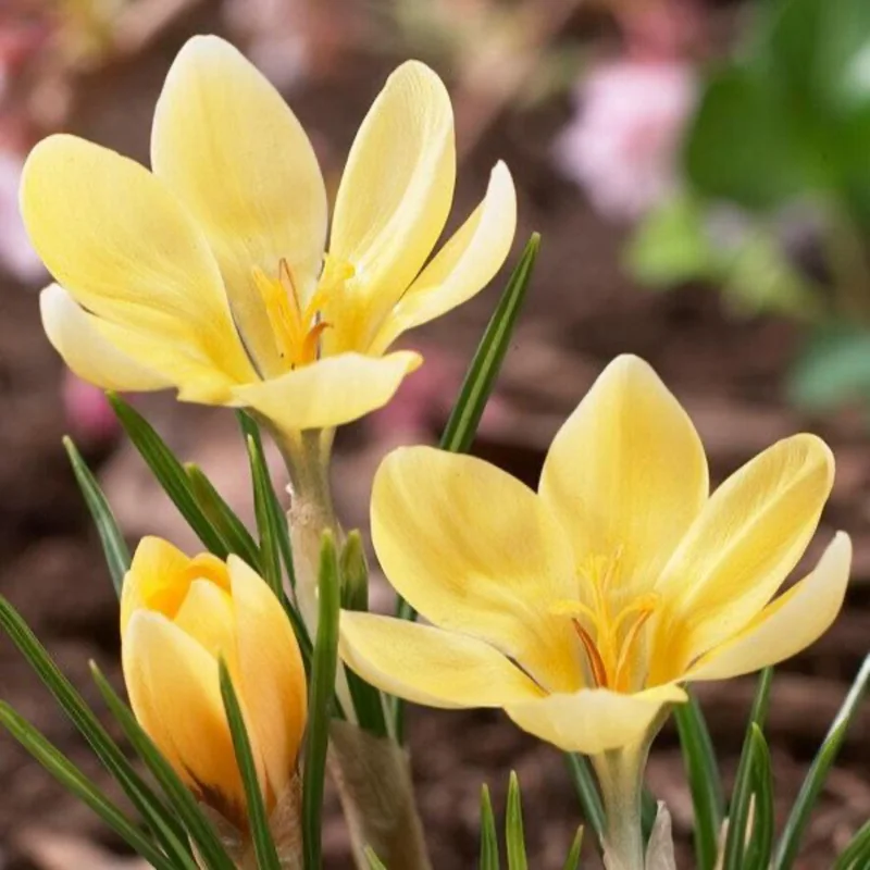 Image of Romance Crocus Bulbs
