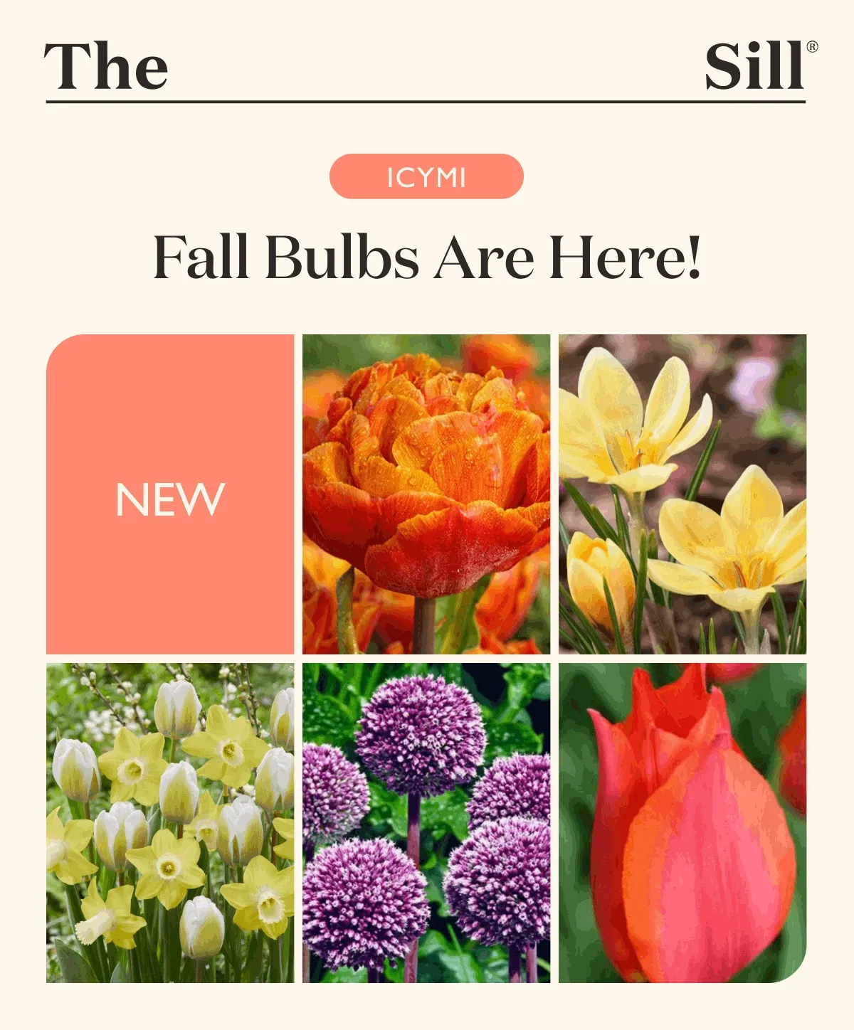Fall Bulbs Are Here! Shop Now!