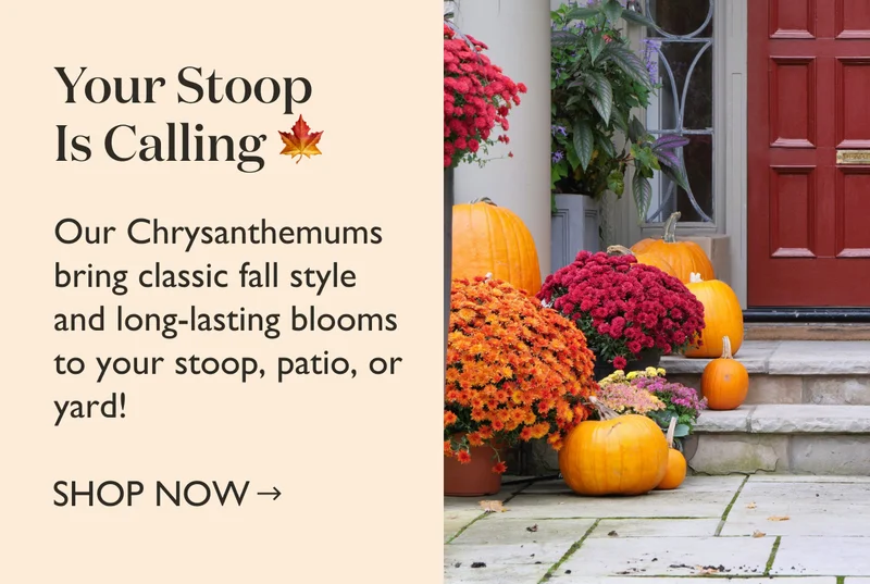 Your Stoop Is Calling! Shop Fall Mums