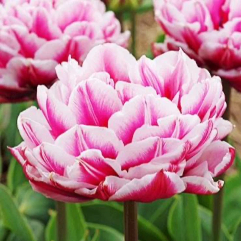 Image of Columbus Tulip Bulbs