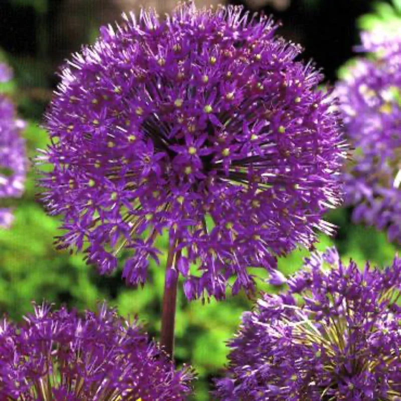 Image of Purple Sensation Allium Bulbs