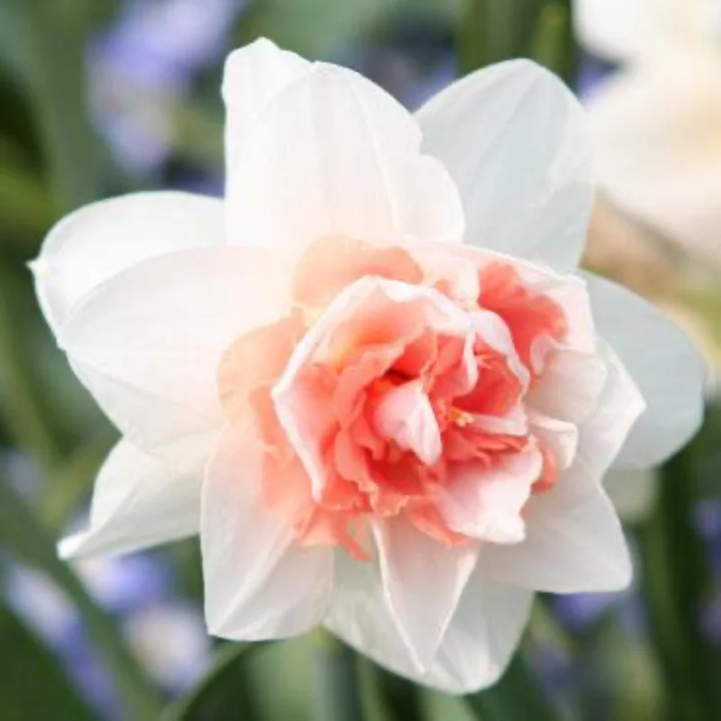 Image of Sweet Paradise Daffodil Bulbs