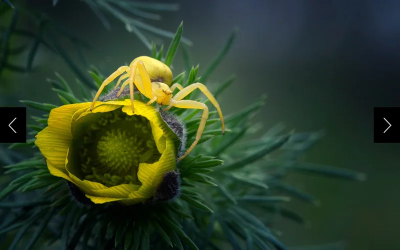 In Bulgaria’s western Balkan Mountains, a flower crab spider matches a spring pheasant’s-eye bloom in a color-change process that takes a few days. The arachnid is an ambush predator: It doesn’t build webs but lies in wait to pounce on its prey.