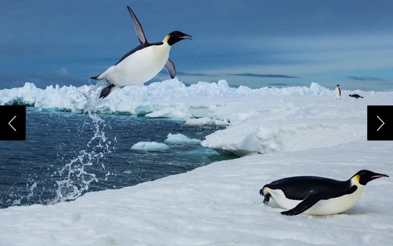 When it’s time for the penguins to return to the sea ice, they release air bubbles from their feathers. This reduces drag and allows them to accelerate out of the water. The icy impact can knock the wind out of them, sometimes producing a squeak.