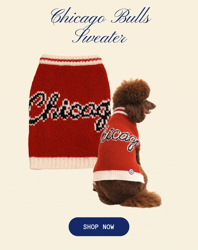 Chicago Bulls Sweater