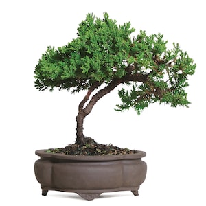 20% Off Select Brussel’s Bonsai Trees