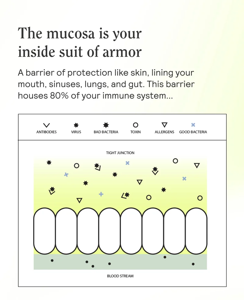 The mucosa is your inside suit of armor - a barrier of protection like skin, lining your mouth, sinuses, lungs, and gut. This barrier houses 80% of your immune system...