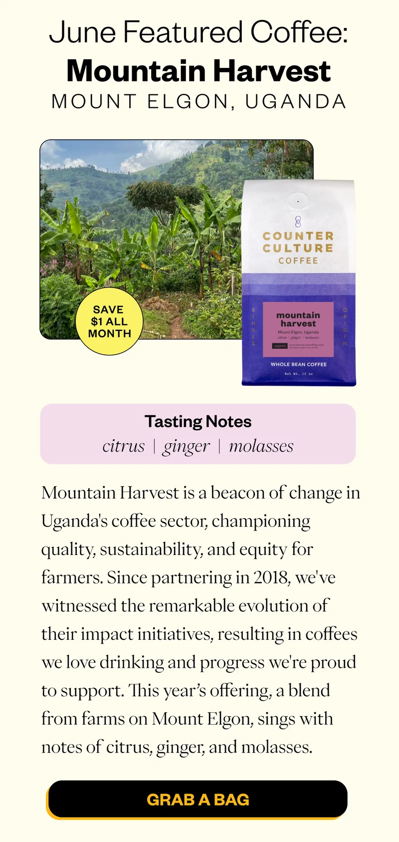 June Featured Coffee Mountain Harvest | Mount Elgon, Uganda Save $1 all month! Tasting Notes: citrus | ginger | molasses  Mountain Harvest is a beacon of change in Uganda's coffee sector, championing quality, sustainability, and equity for farmers. Since partnering in 2018, we've witnessed the remarkable evolution of their impact initiatives, resulting in coffees we love drinking and progress we're proud to support. This year’s offering, a blend from farms on Mount Elgon, sings with notes of citrus, ginger, and molasses. CTA: SHOP Mountain Harvest