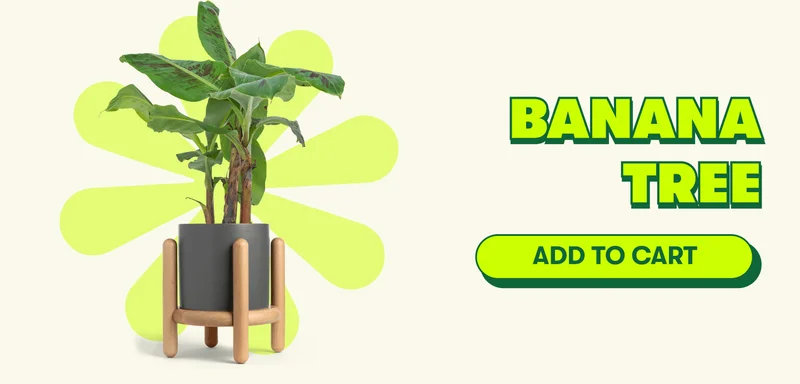 Banana Tree [ADD TO CART]