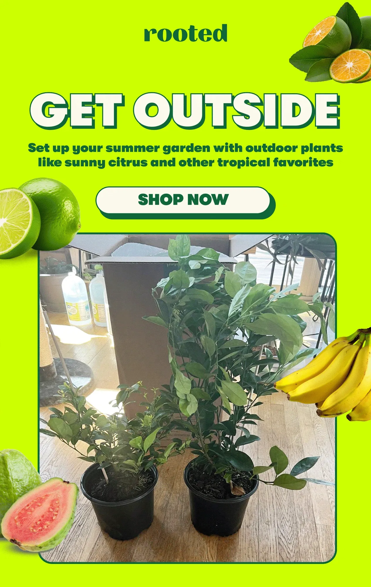 GET OUTSIDE Set up your summer garden with outdoor plants like sunny citrus and other tropical favorites [SHOP NOW]
