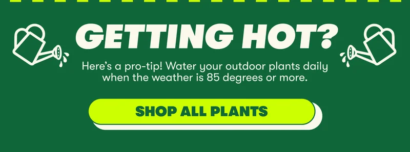 GETTING HOT? Here’s a pro-tip! Water your outdoor plants daily when the weather is 85 degrees or more. [SHOP ALL PLANTS]