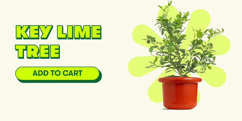 Key Lime Tree [ADD TO CART]