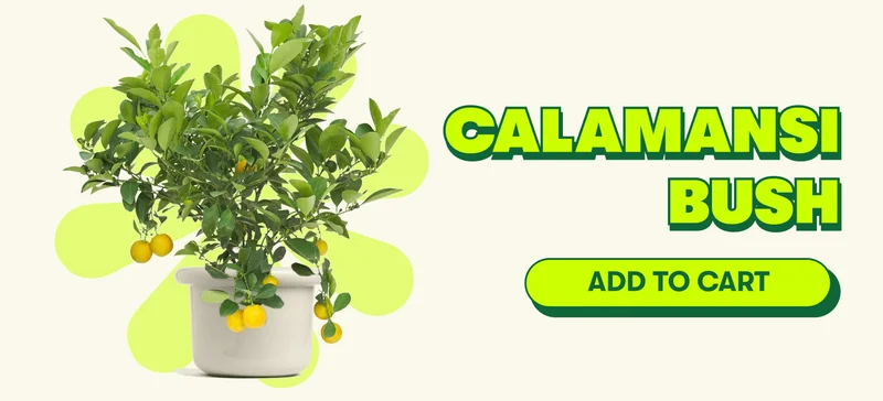 Calamansi Bush [ADD TO CART]