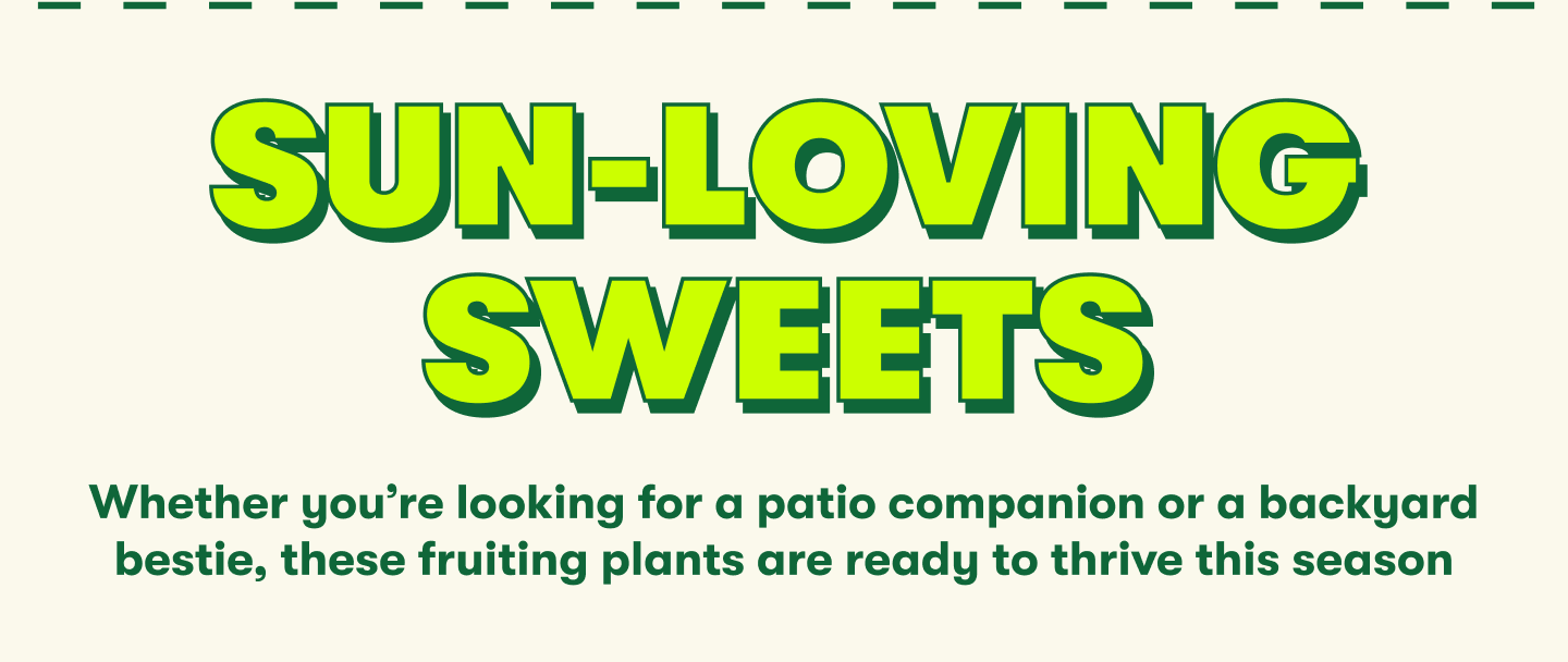 SUN-LOVING SWEETS Whether you’re looking for a patio companion or a backyard bestie, these fruiting plants are ready to thrive this season