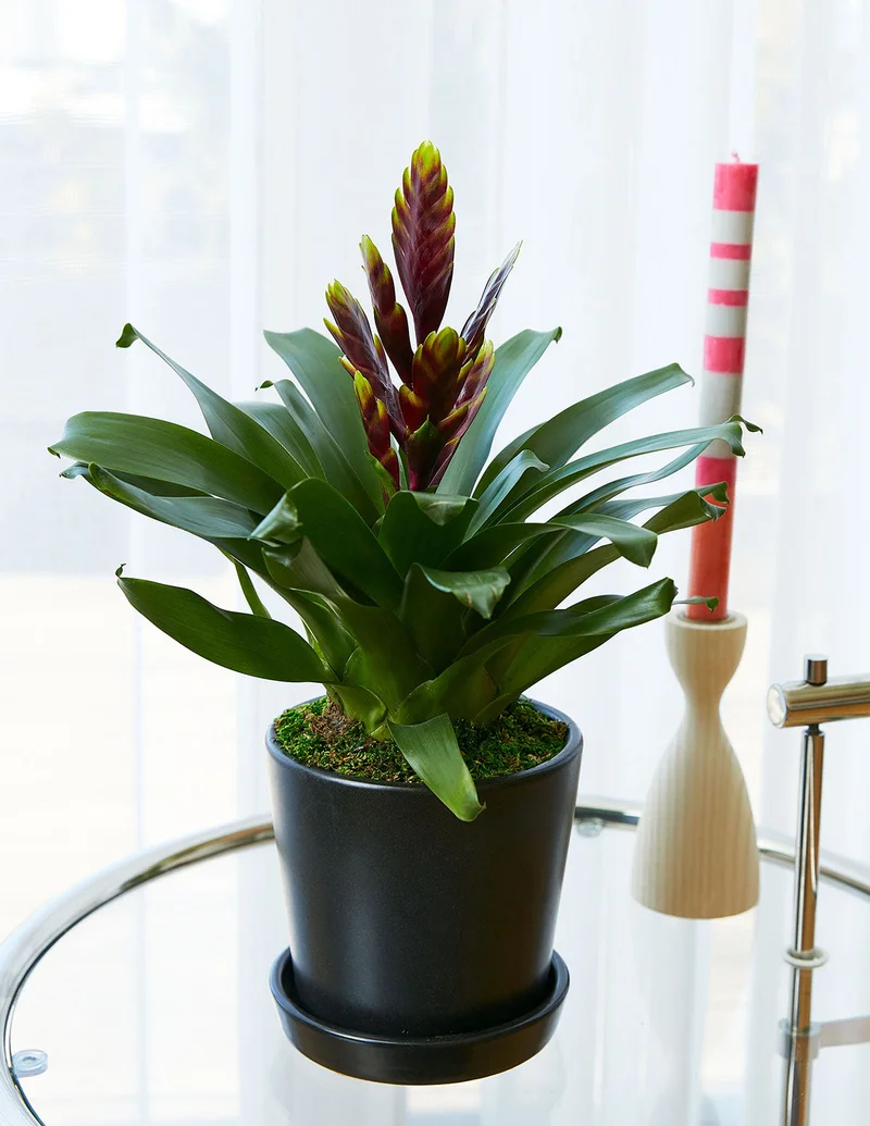 Image of Vriesea ‘Vogue’