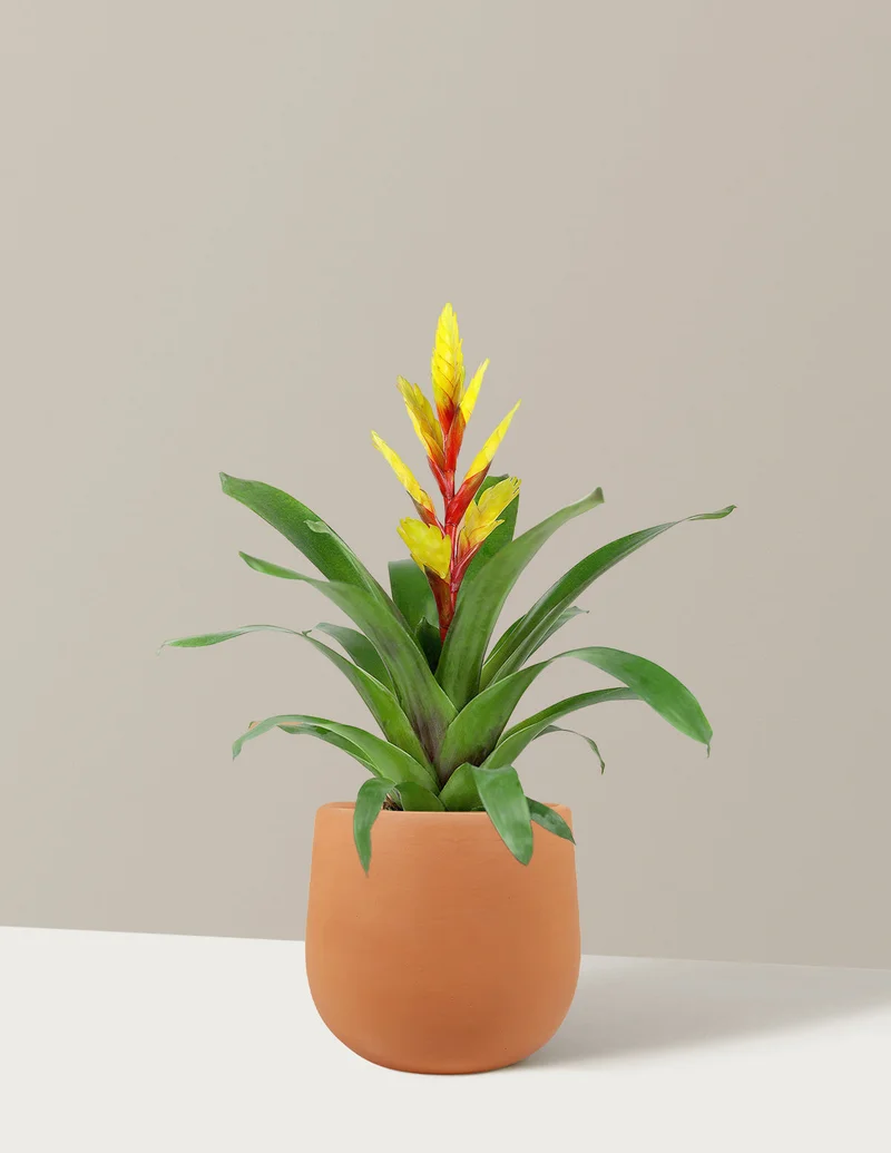 Image of Vriesea Evita Yellow