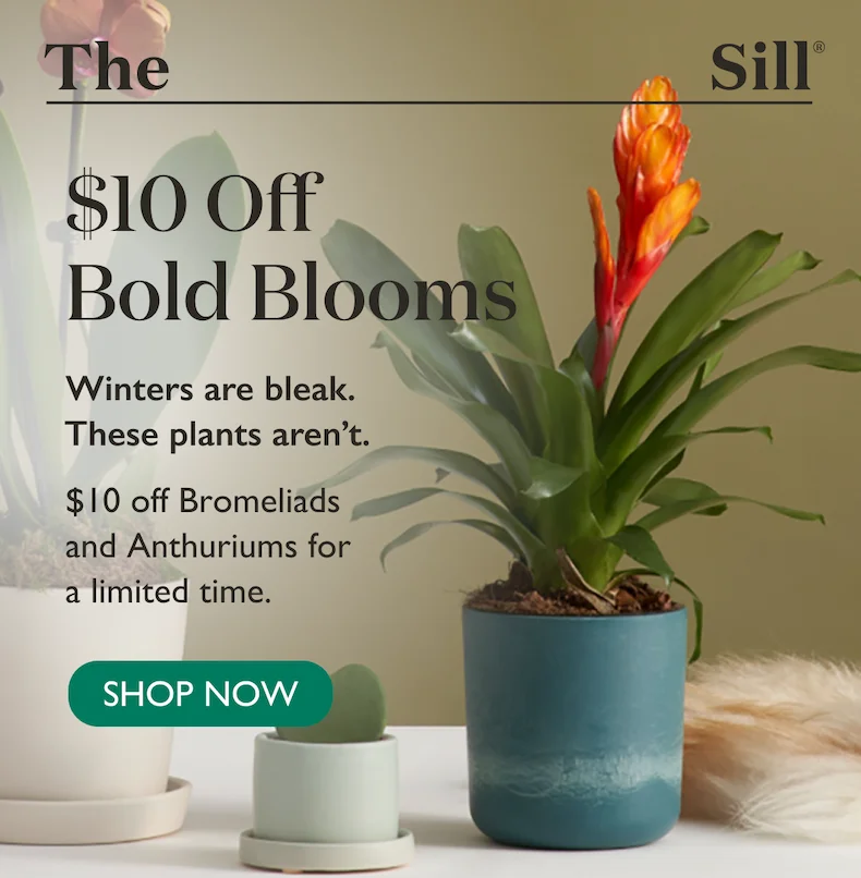 Winters are bleak. These plants aren’t. $10 off Bromeliads and Anthuriums for a limited time.