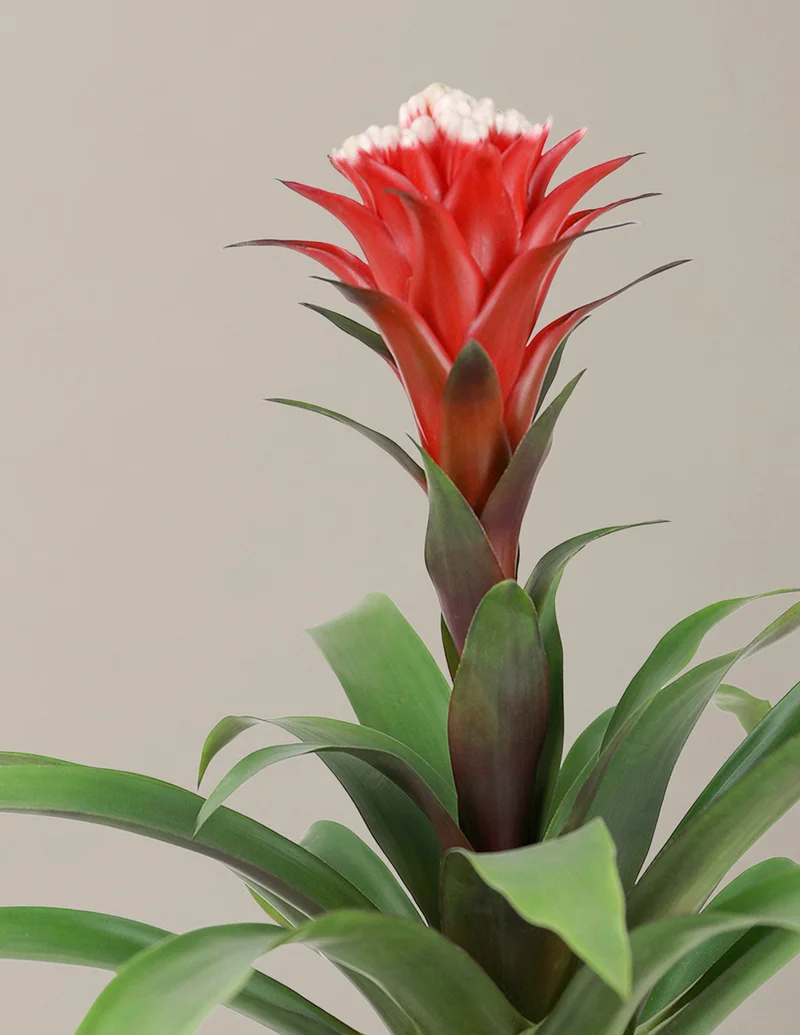 Image of Guzmania Hope