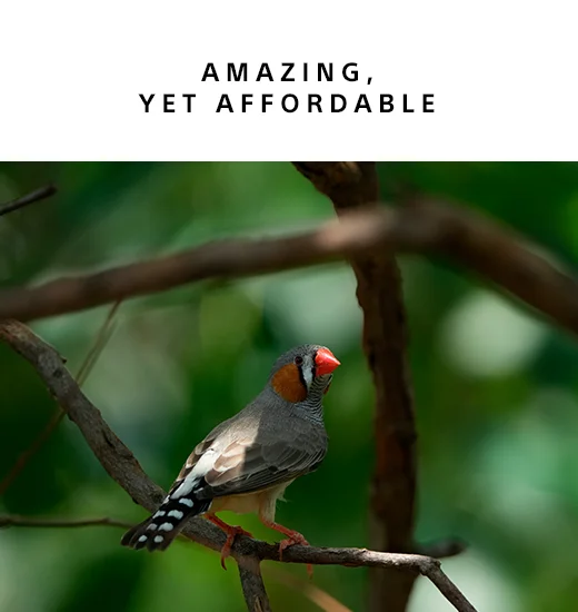 AMAZING, YET AFFORDABLE