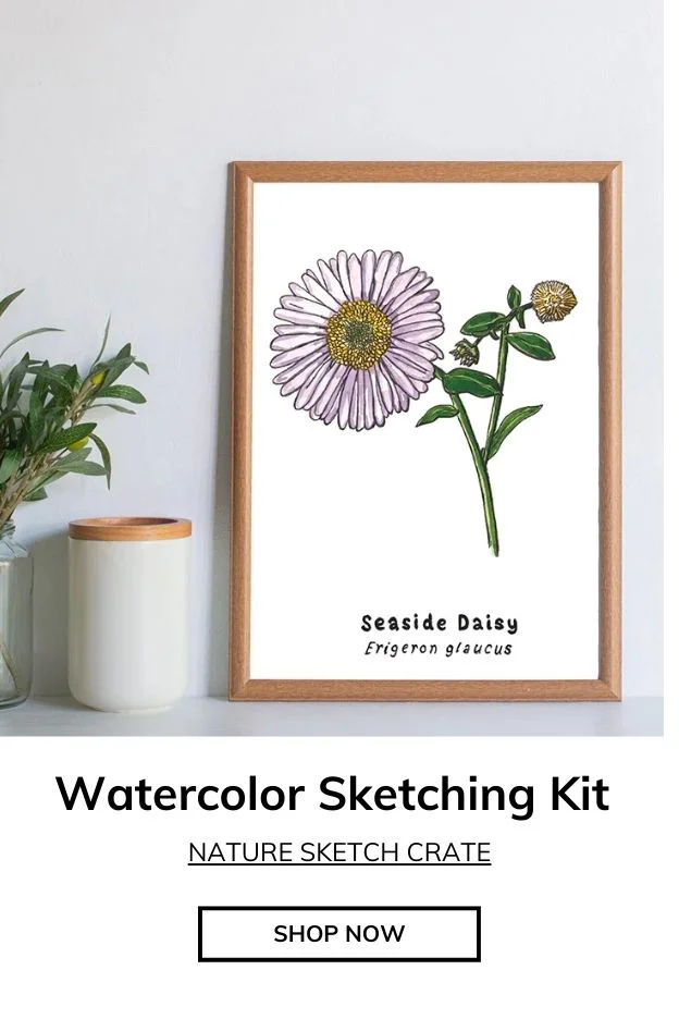 Seaside Daisy and Okapi Lesson Crate: You can paint these! Optional art supplies included.